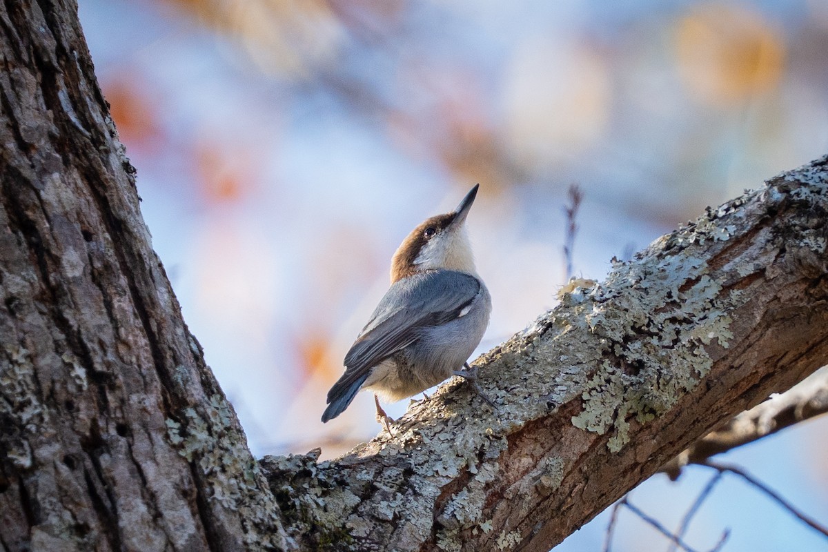 Brown-headed Nuthatch - ML647537824