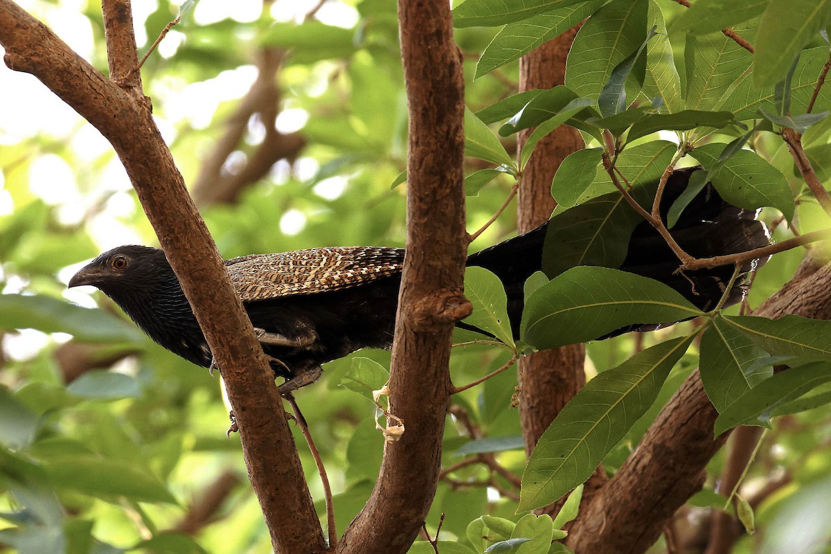 Pheasant Coucal - ML647537826