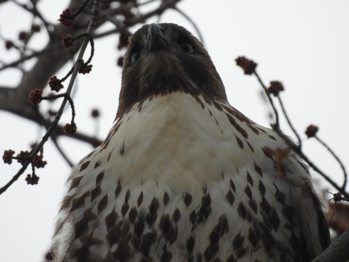 Red-tailed Hawk - ML647537831
