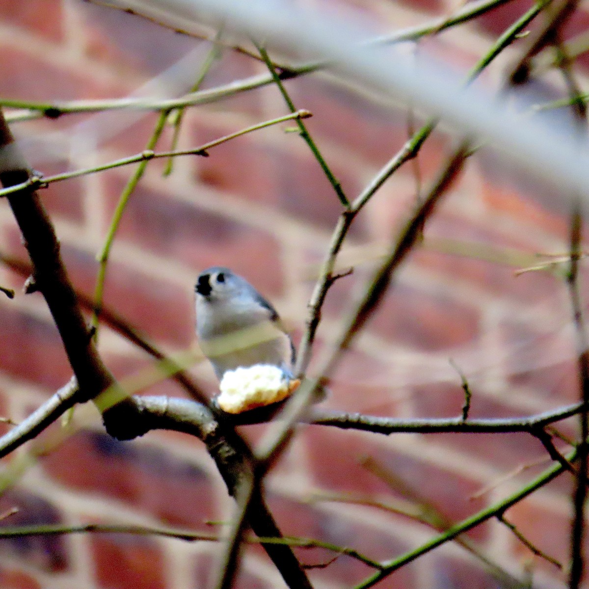 Tufted Titmouse - ML647537843