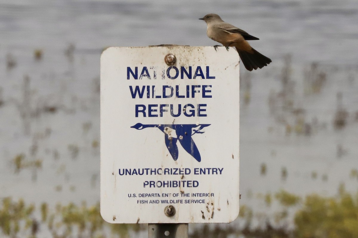 Say's Phoebe - ML647537846