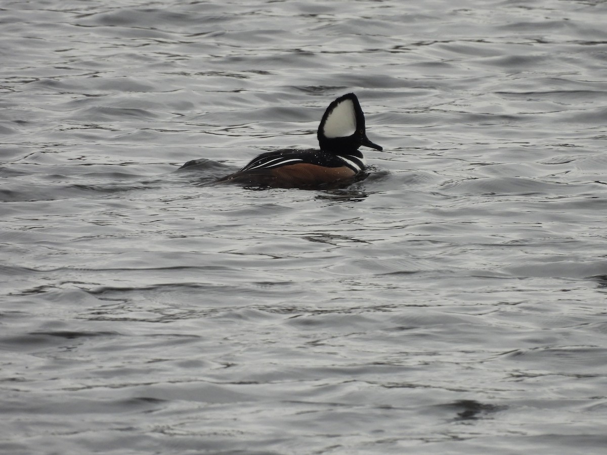 Hooded Merganser - ML647537850