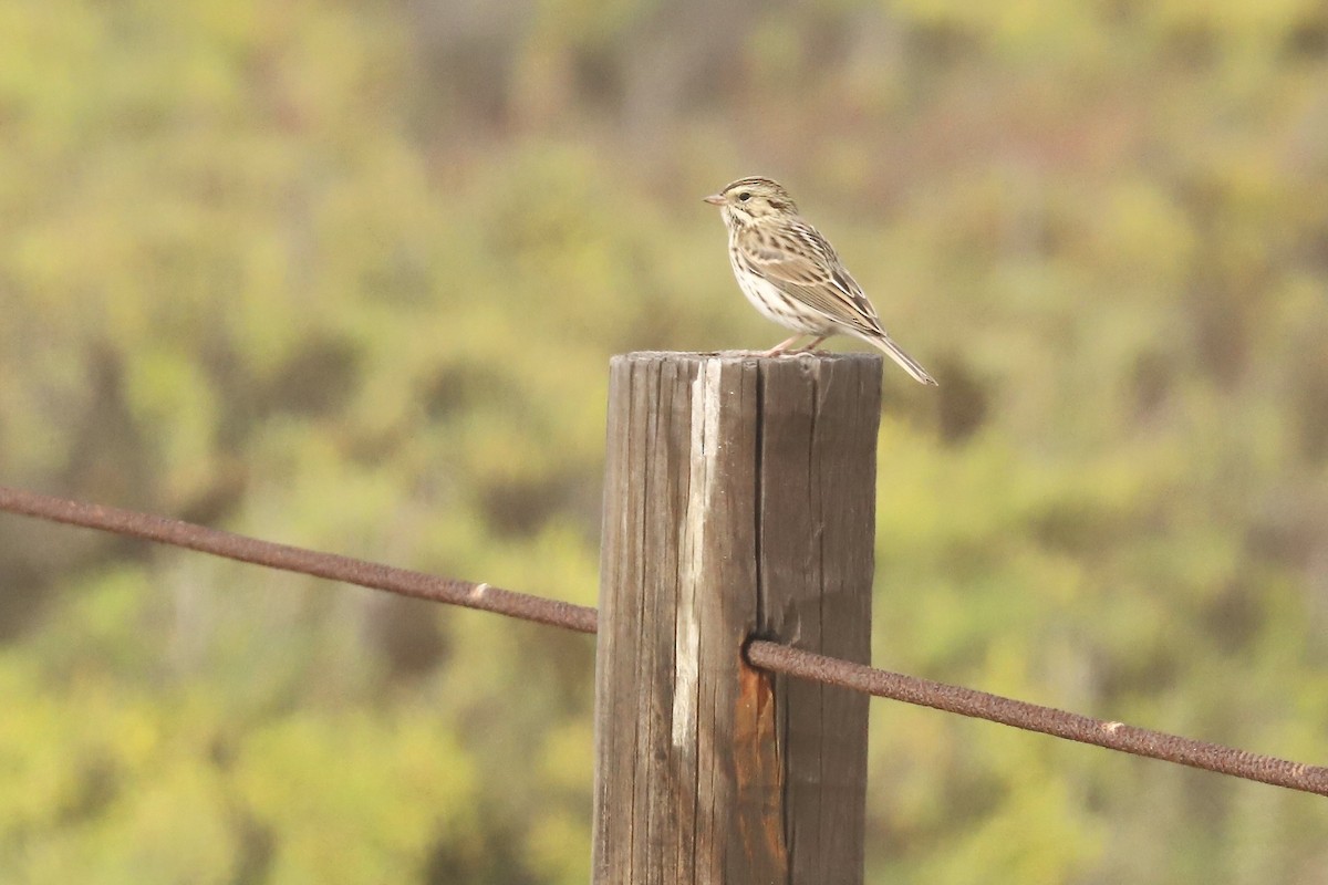 Savannah Sparrow - ML647537852