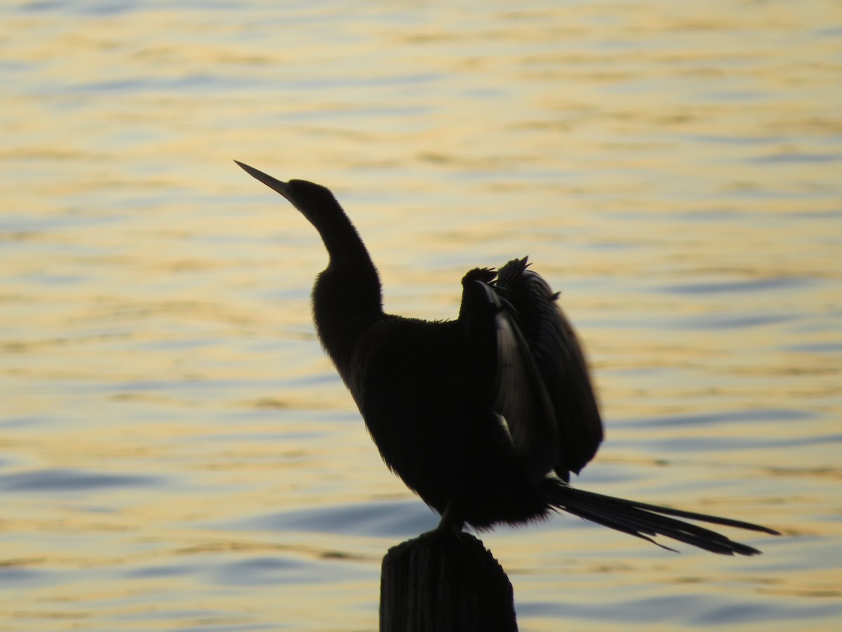 Anhinga - ML647537856