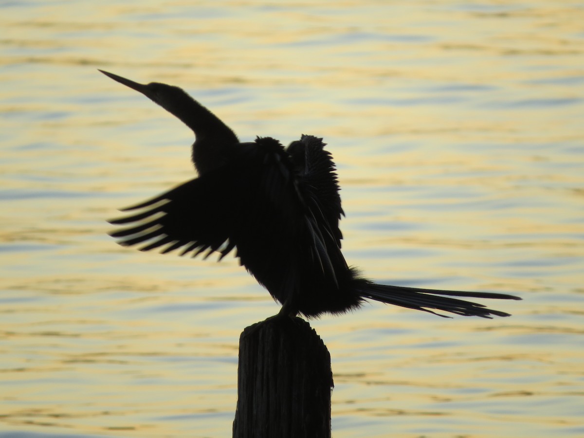 Anhinga - ML647537857