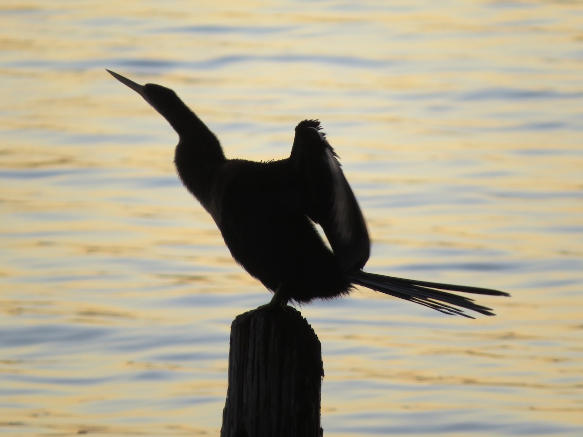 Anhinga - ML647537858