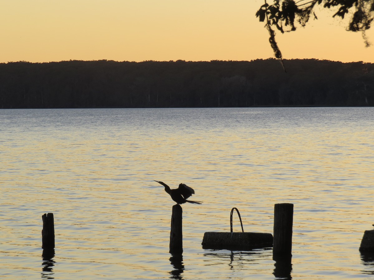 Anhinga - ML647537859