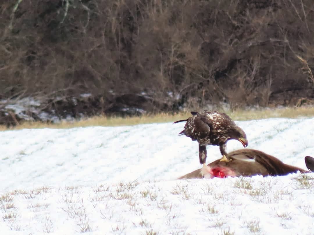 Bald Eagle - ML647537860