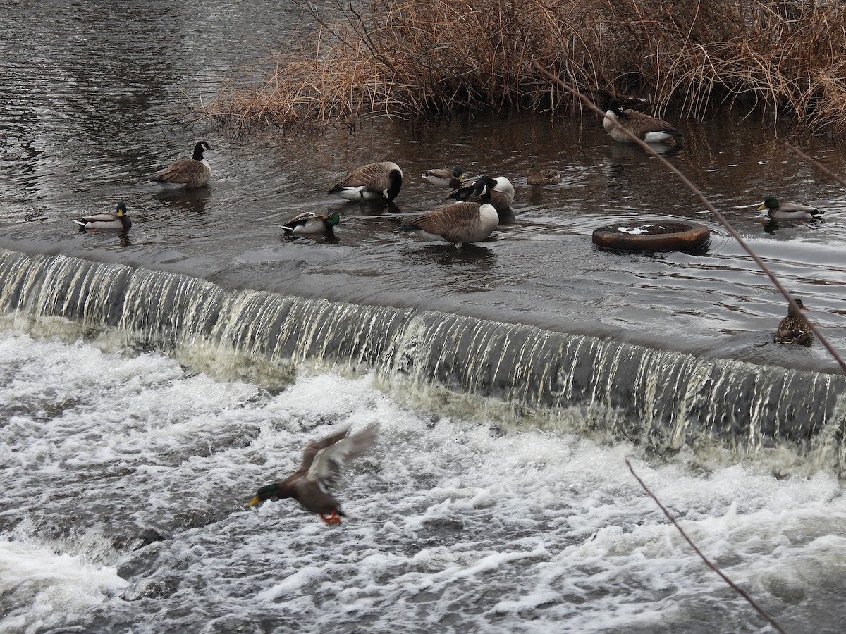 Mallard - ML647537862