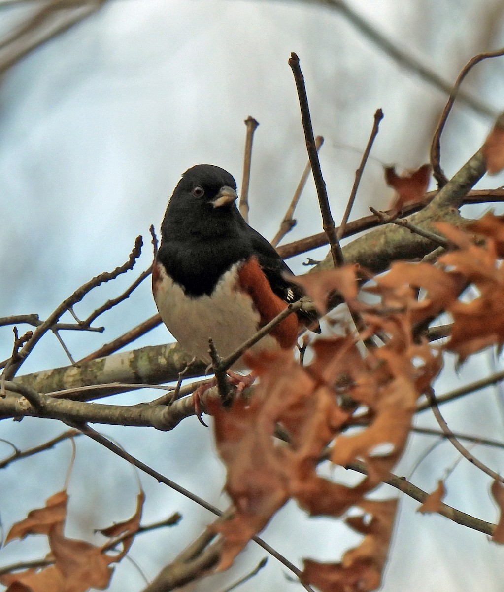 Eastern Towhee - ML647537863