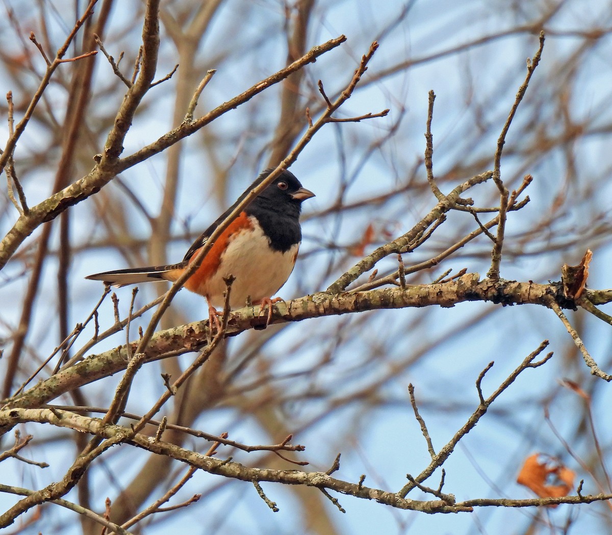 Eastern Towhee - ML647537864