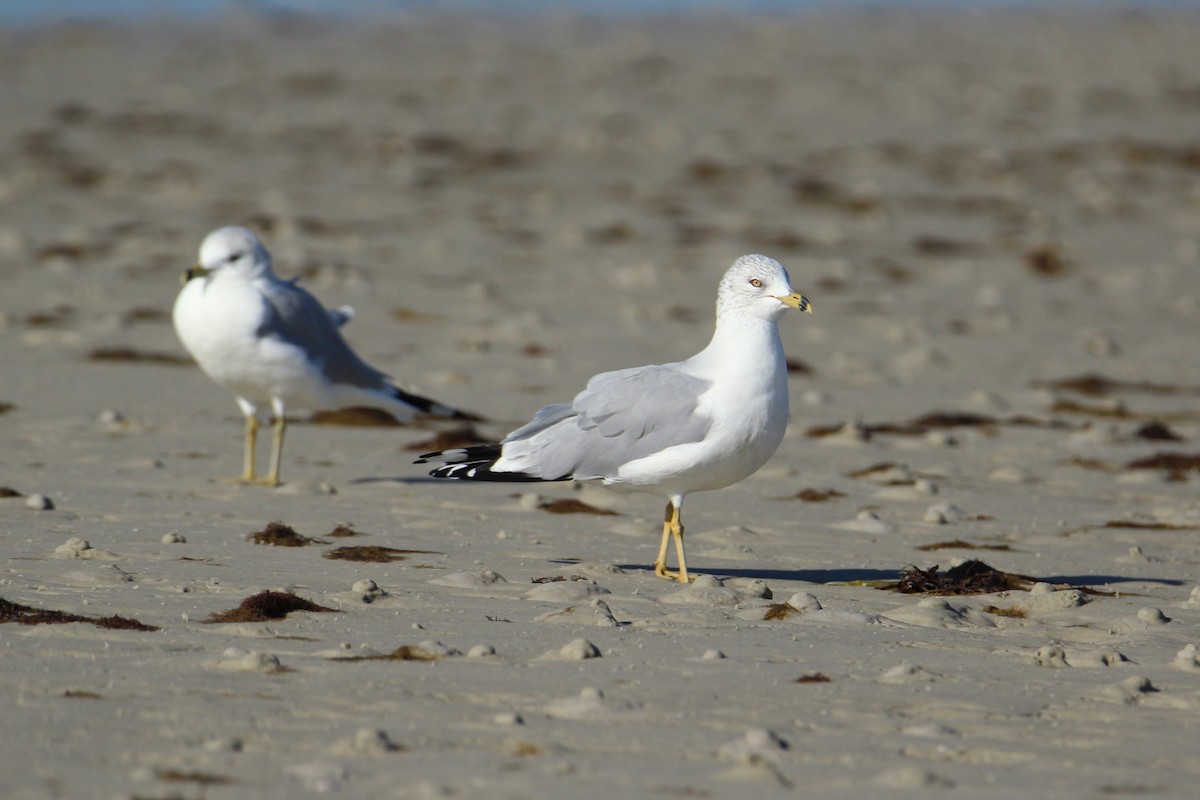 Ring-billed Gull - ML647537867