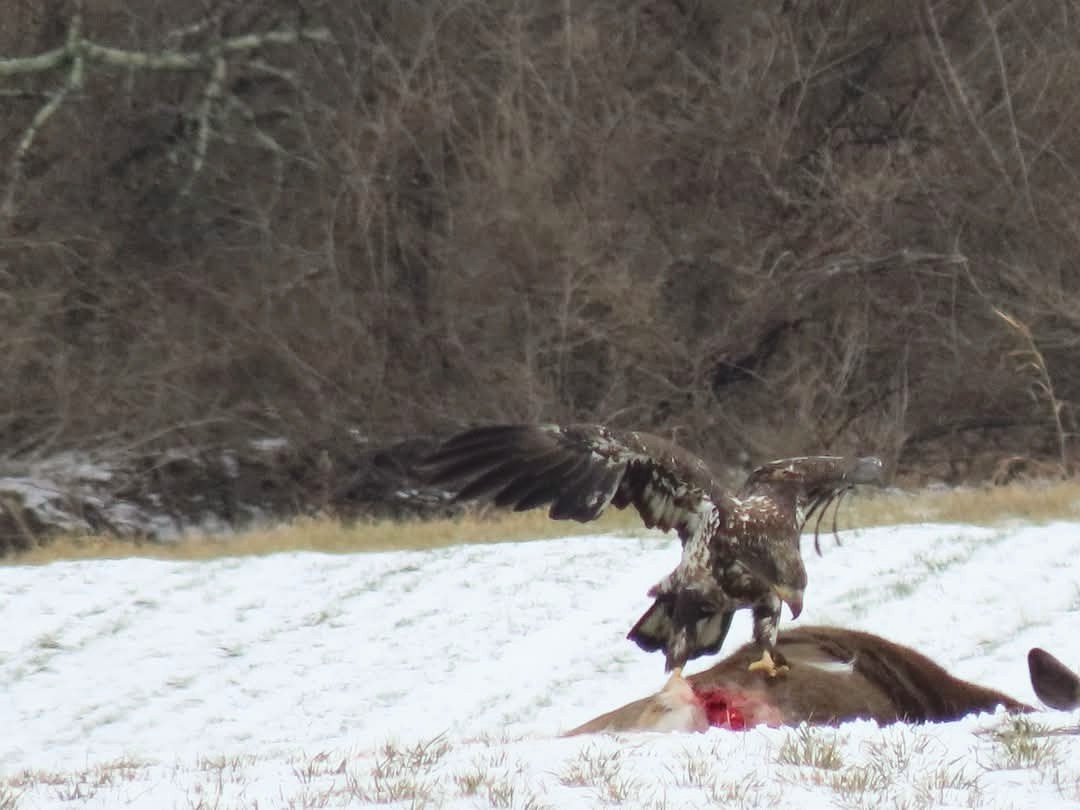 Bald Eagle - ML647537868