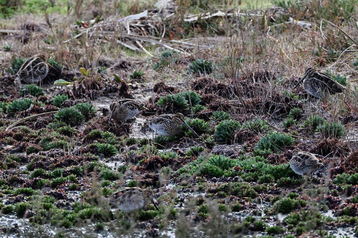 Wilson's Snipe - ML647537869