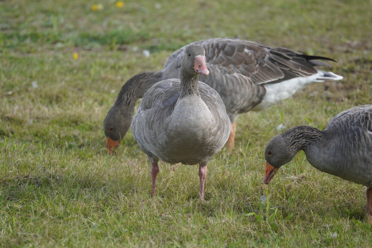 ハイイロガン - ML647537881