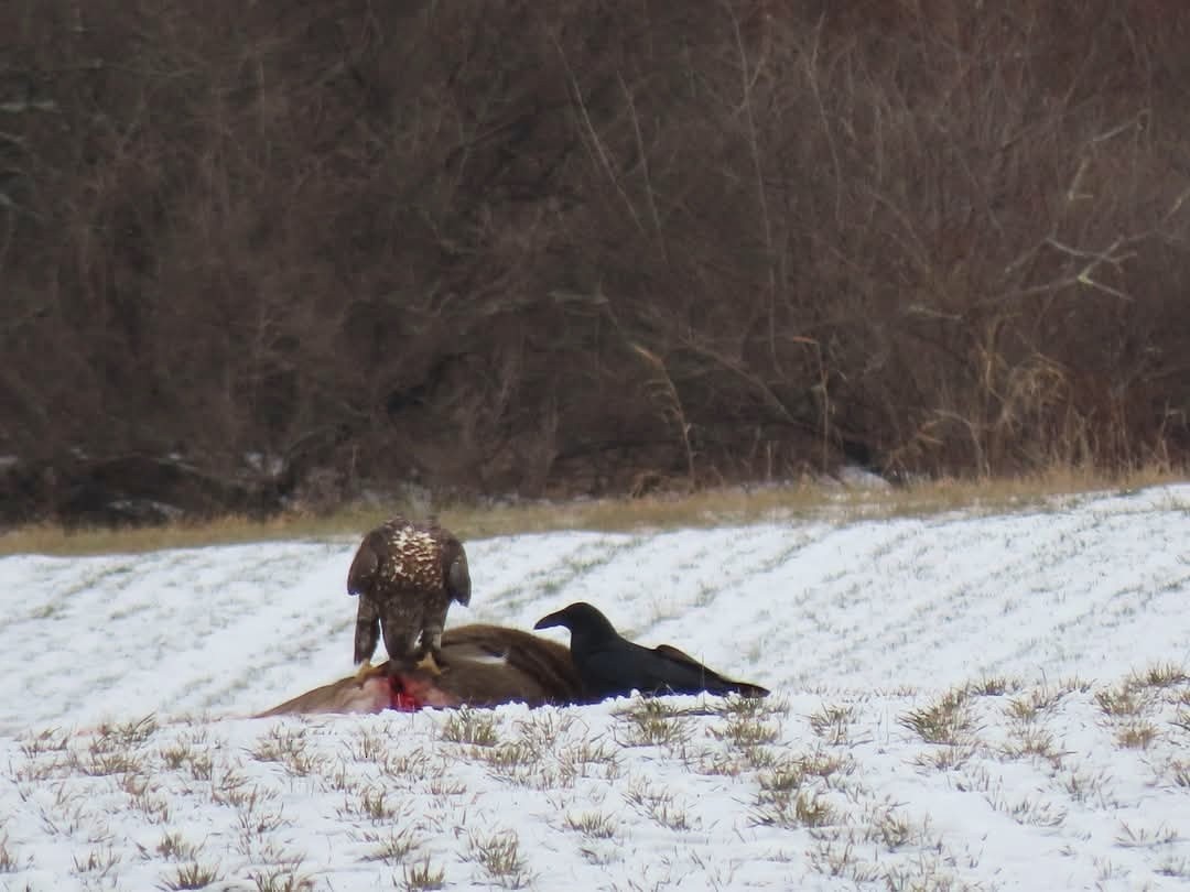 Крук звичайний - ML647537882