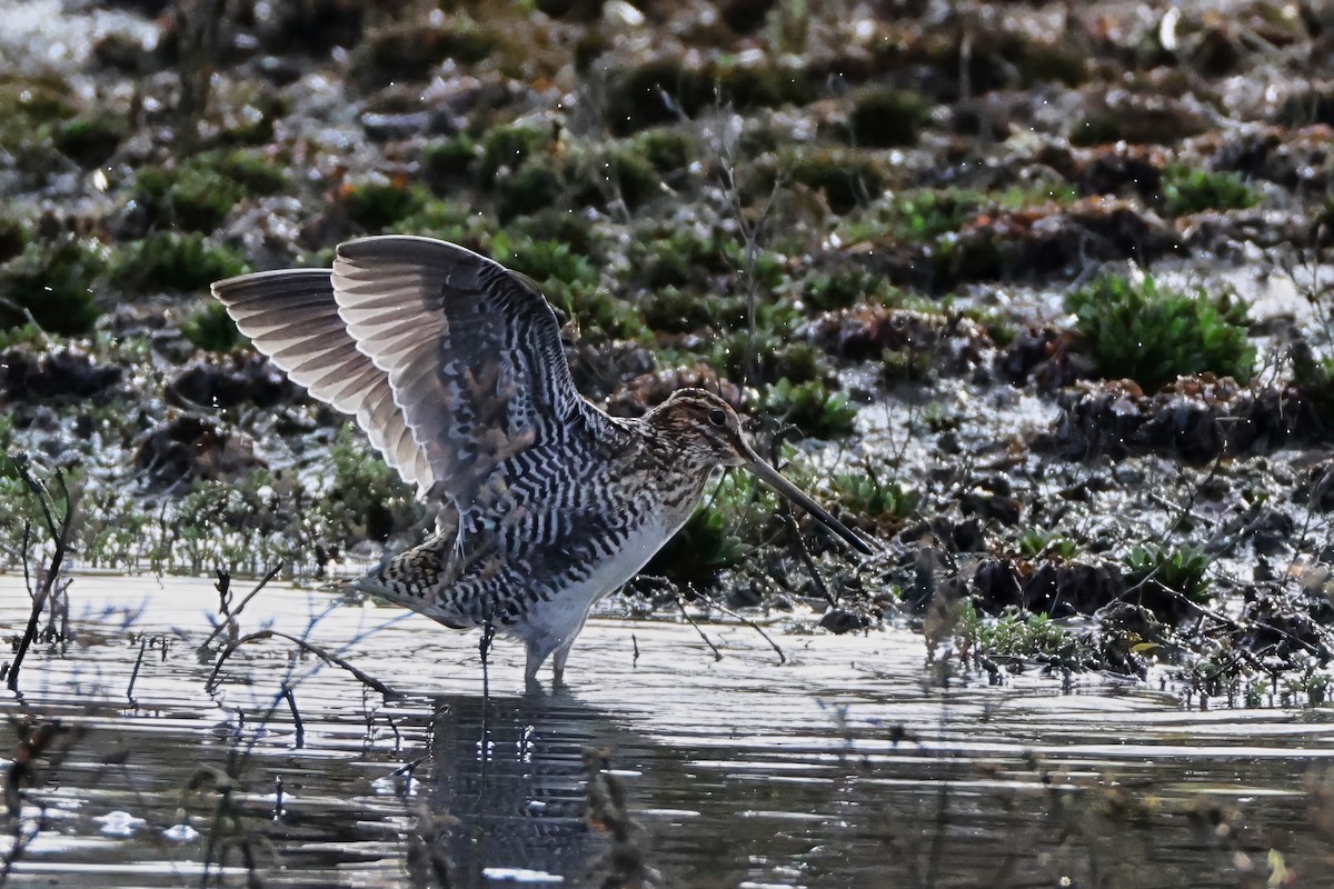 Wilson's Snipe - ML647537883