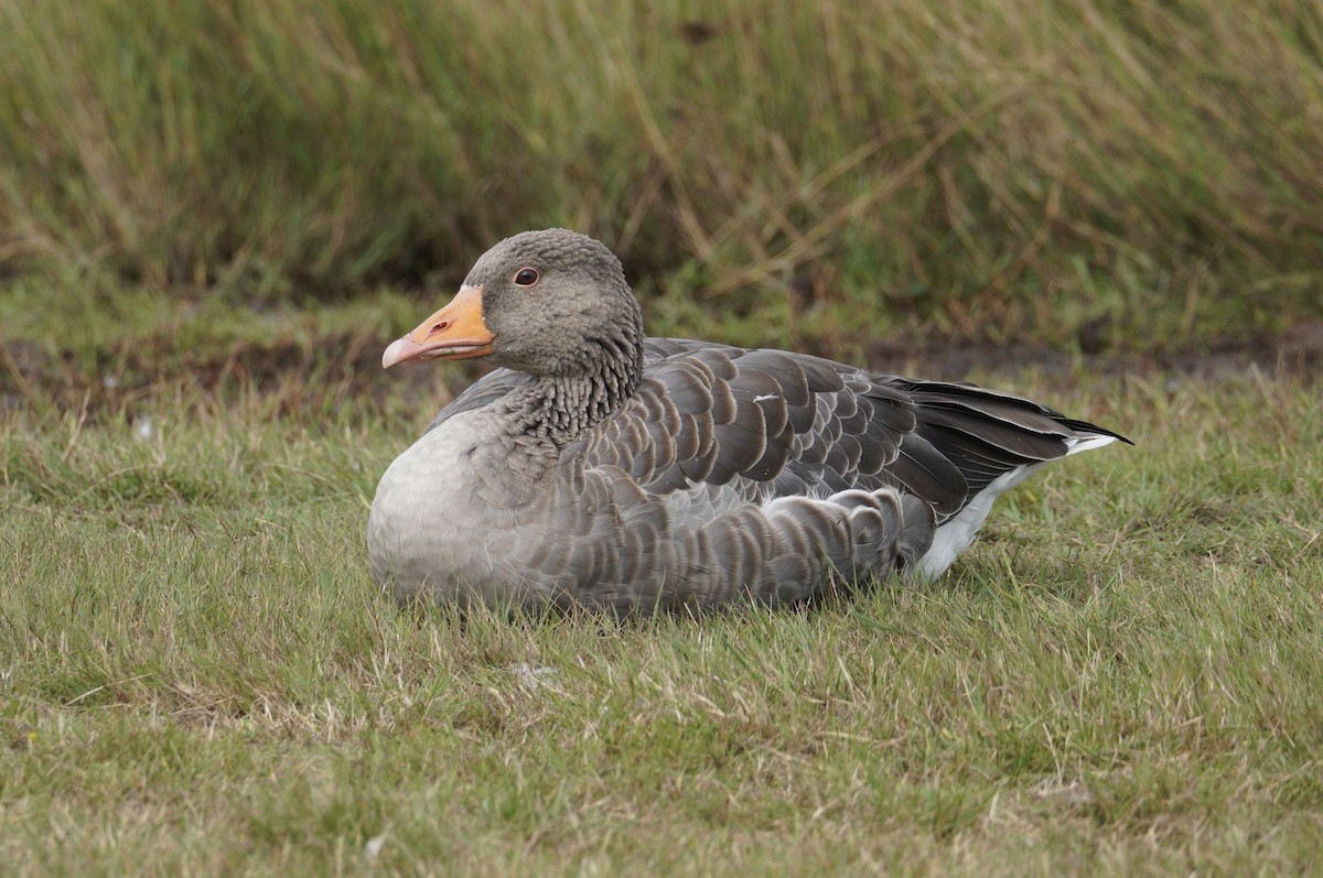 ハイイロガン - ML647537884