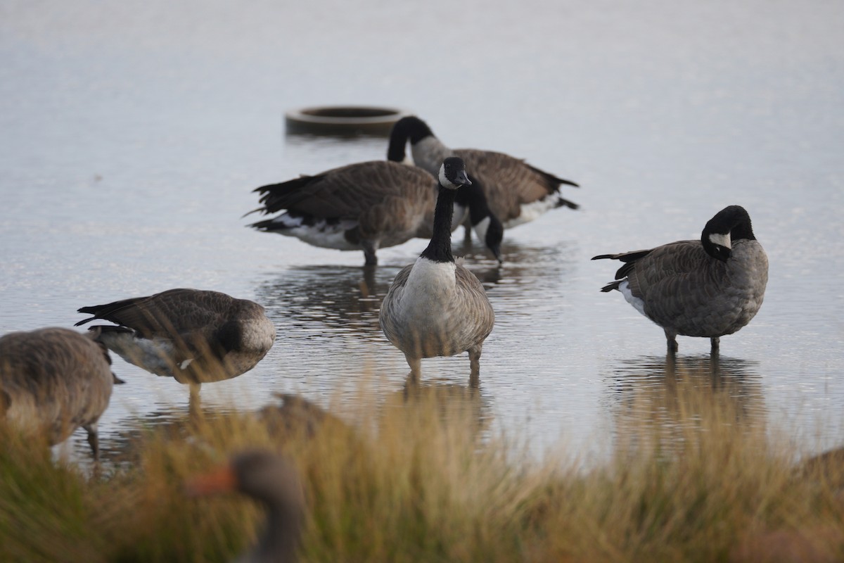 Canada Goose - ML647537892