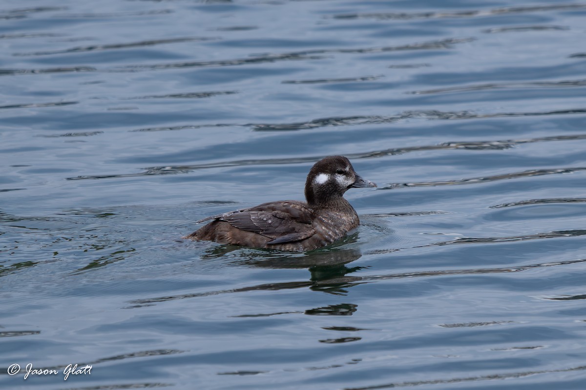 Ahate arlekina - ML647537895