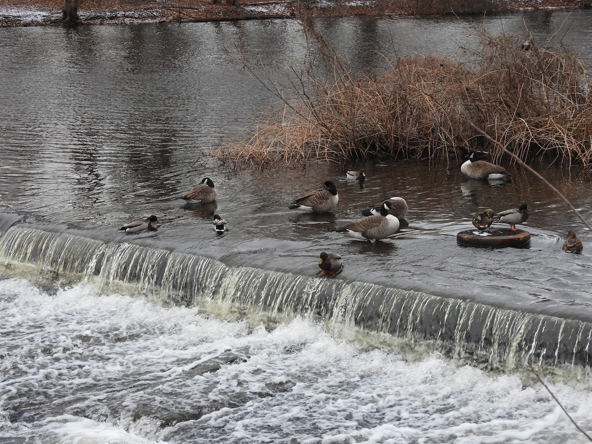 Canada Goose - ML647537901