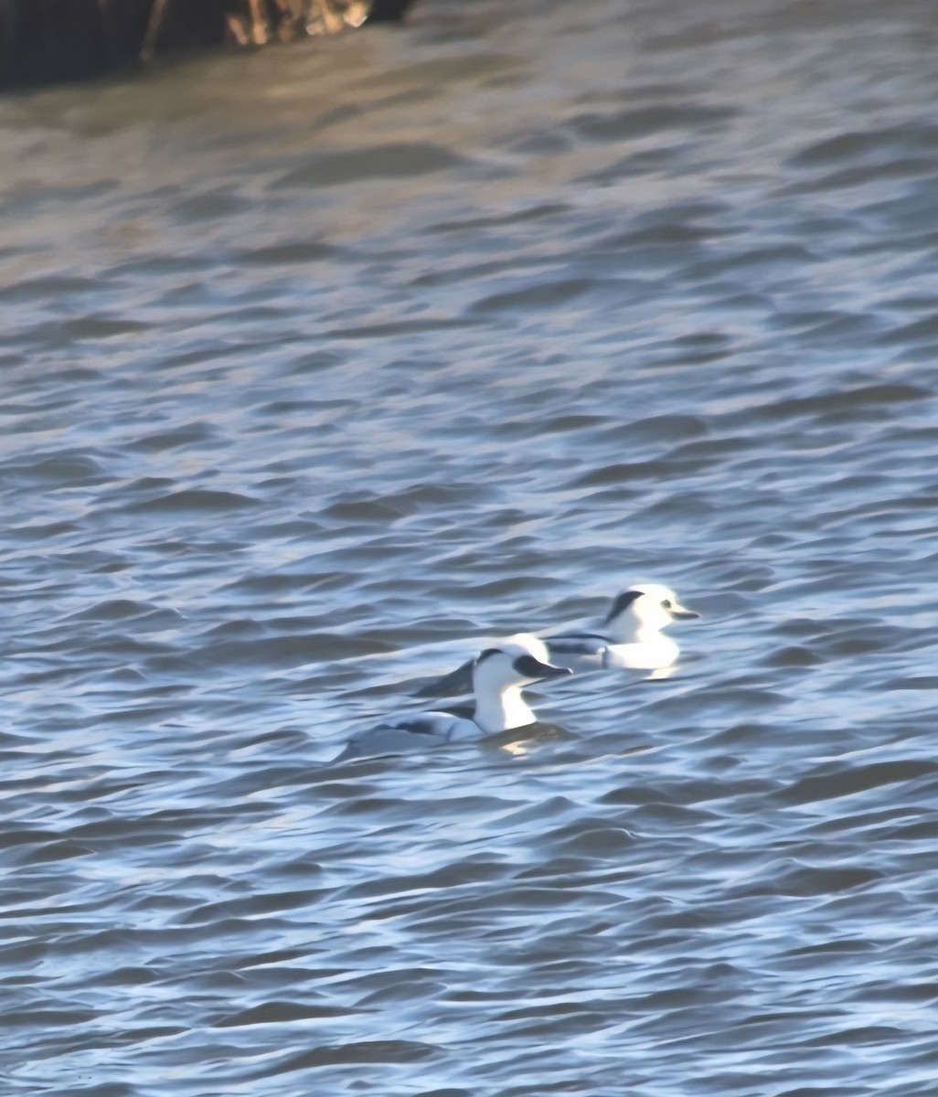 Smew - ML647537903