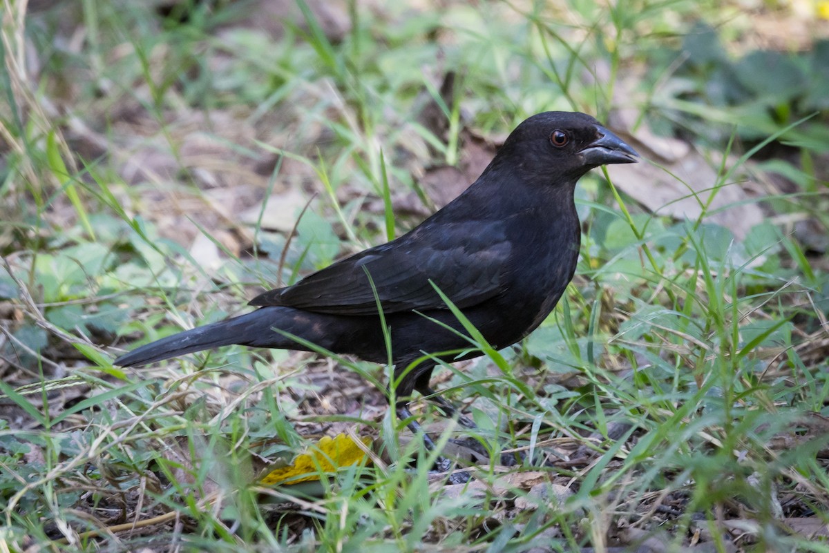 Bronzed Cowbird - ML647537933
