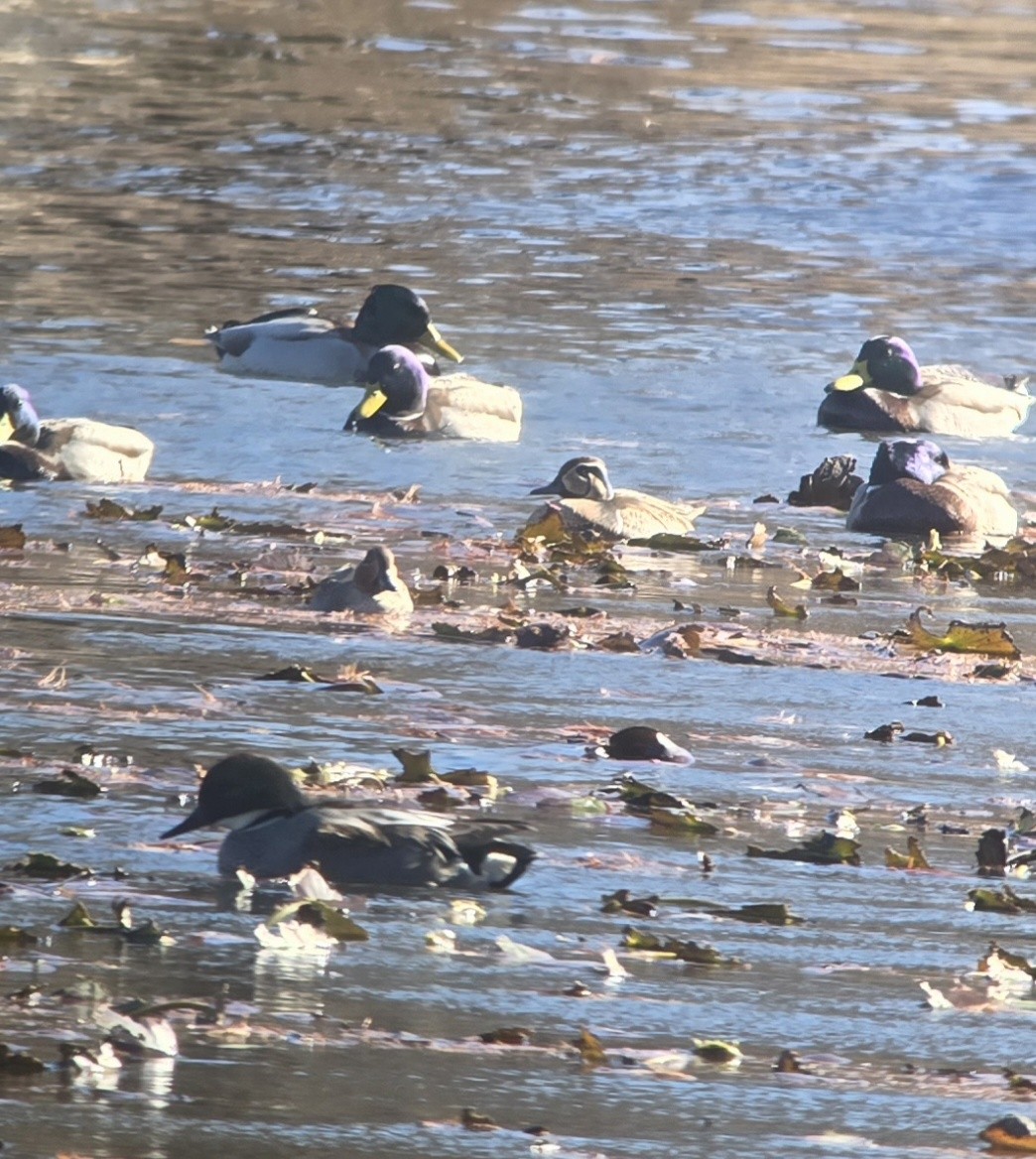 Baikal Teal - ML647537963