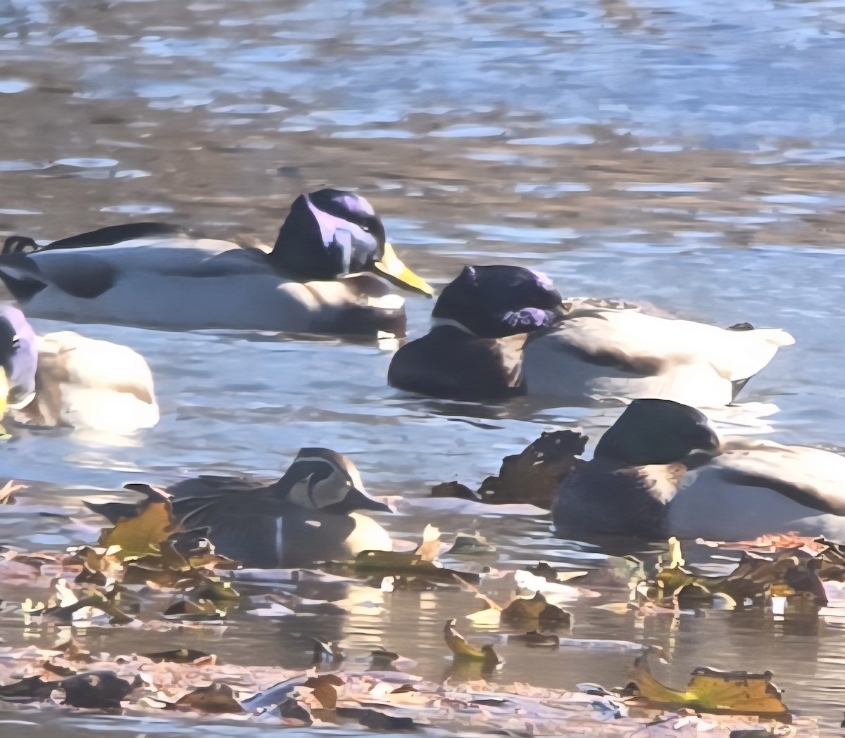 Baikal Teal - ML647537969