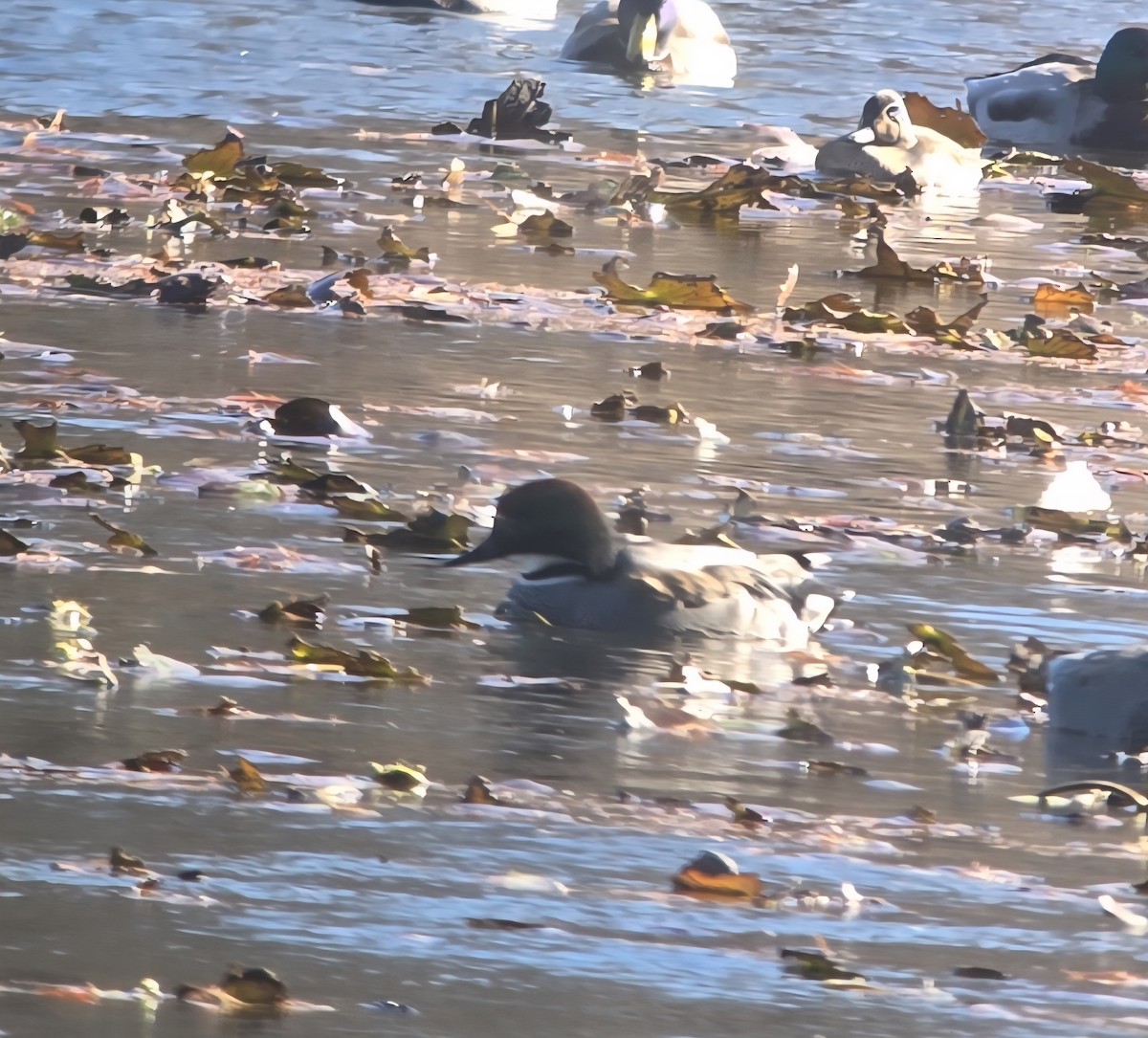Falcated Duck - ML647537970