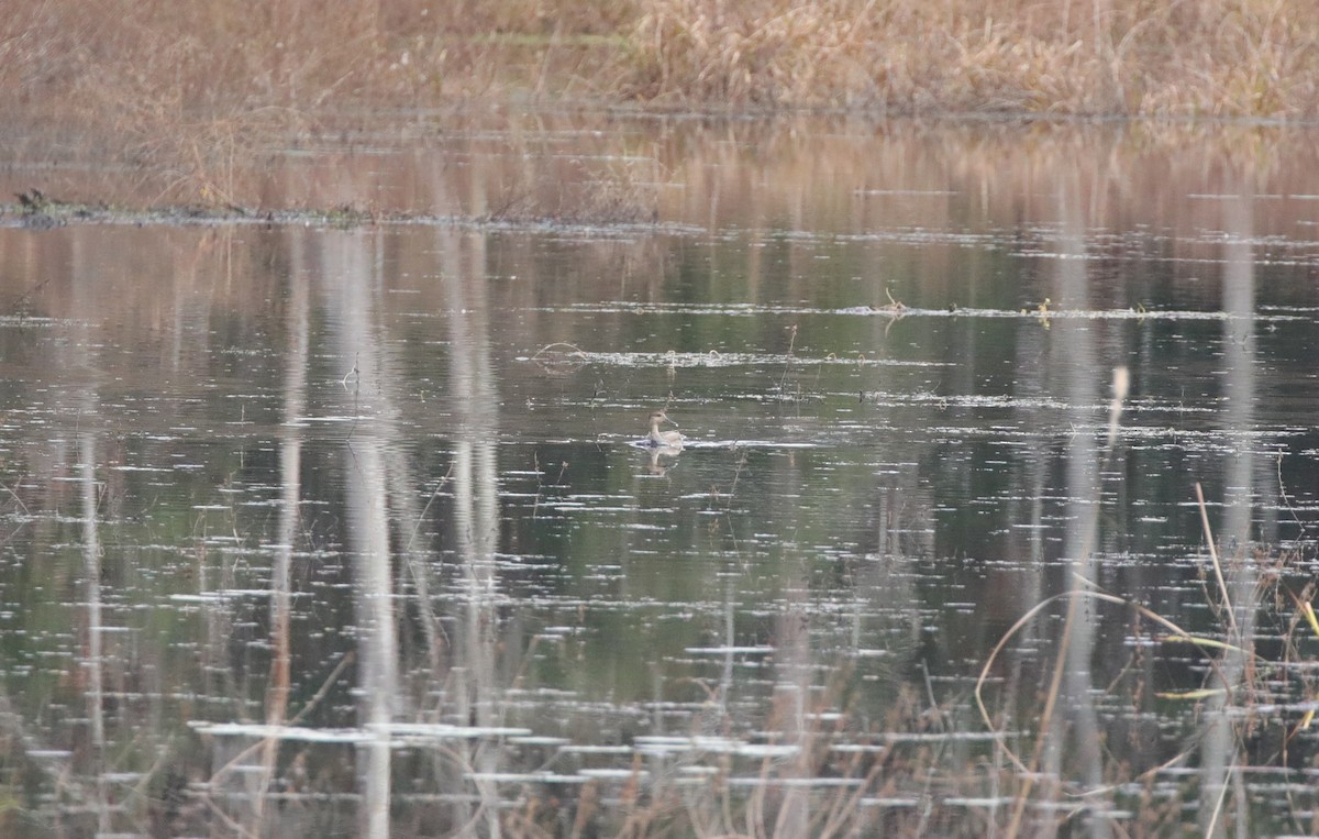 オカヨシガモ - ML647537982