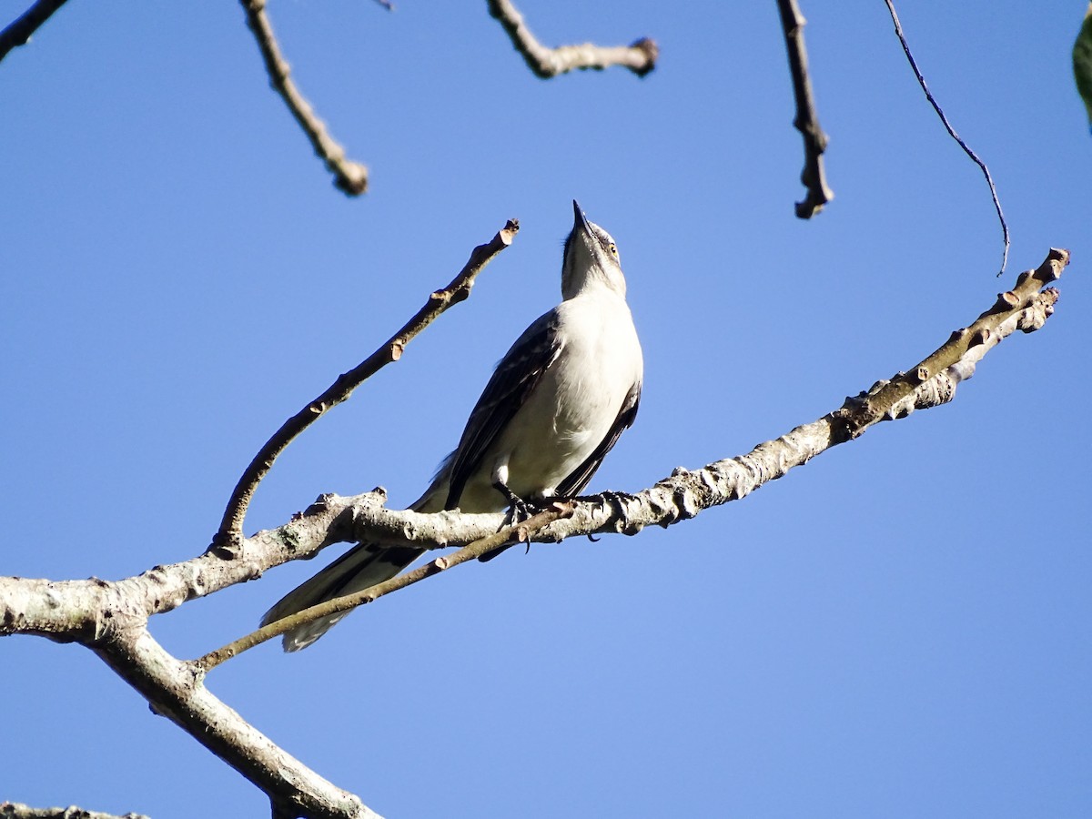 Tropikal Taklitçi - ML647537984