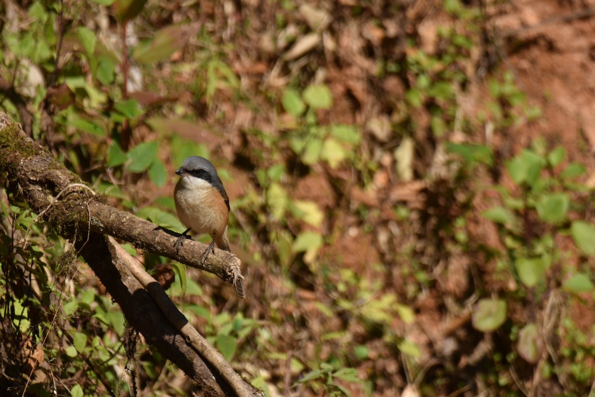 Тибетский сорокопут - ML647538022