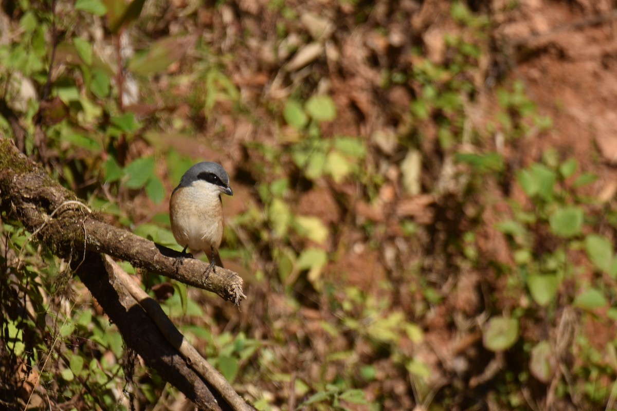 Тибетский сорокопут - ML647538041