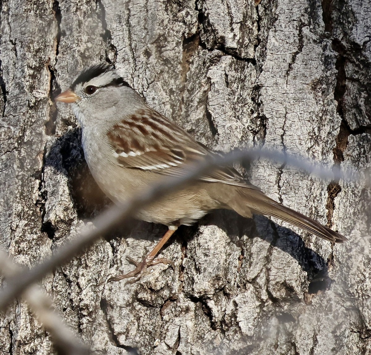 Porsuk Serçesi - ML647538045