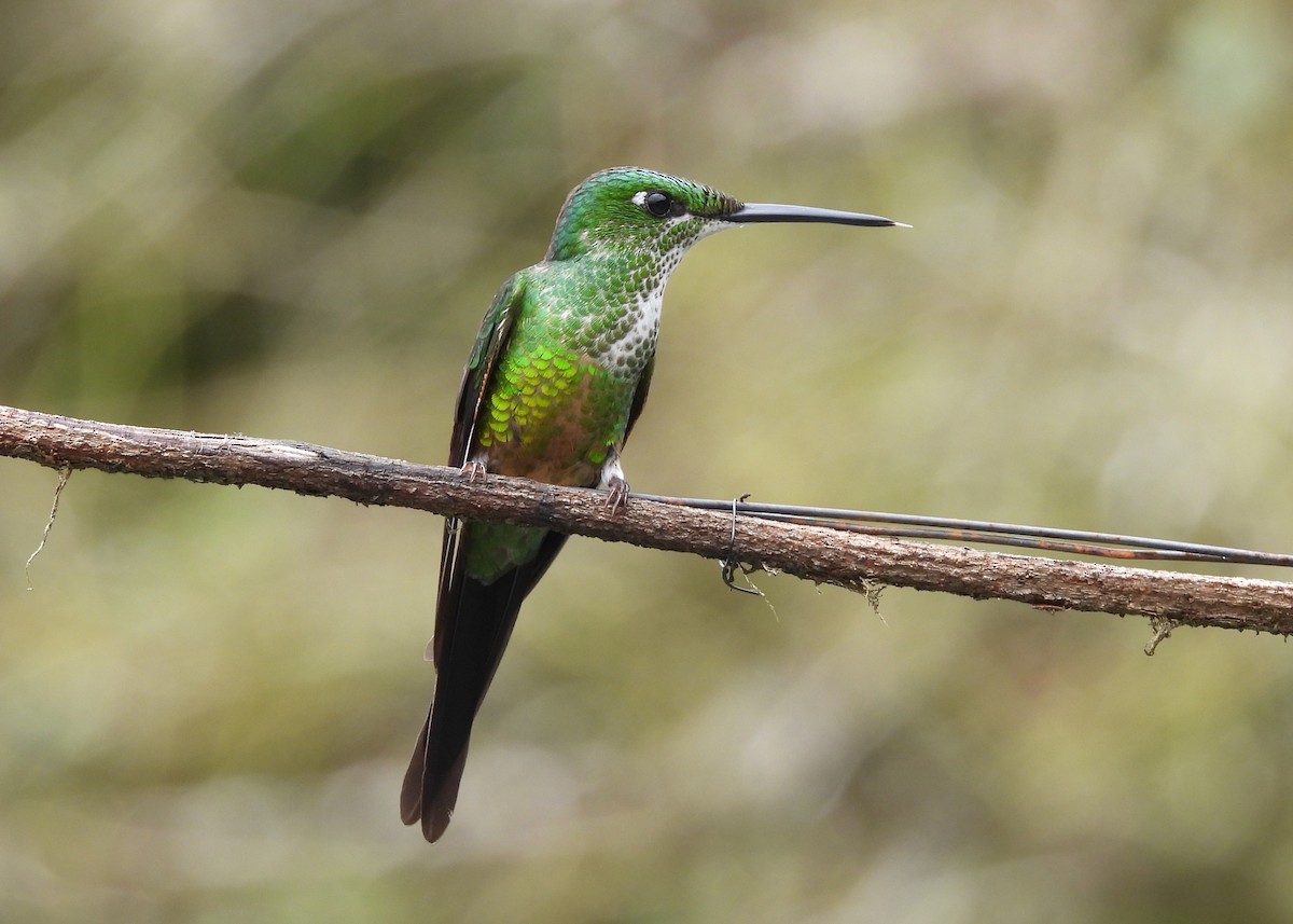 Empress Brilliant - ML647538059