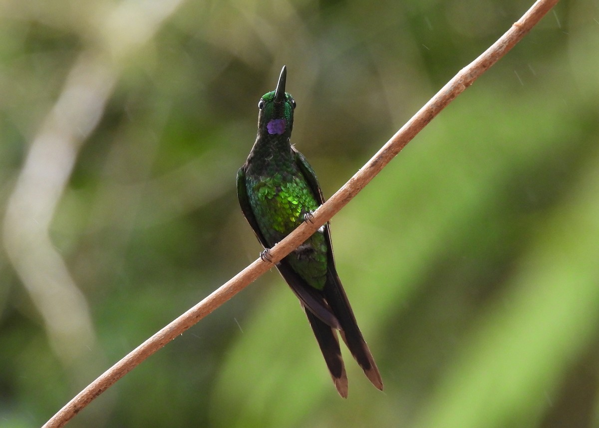 Empress Brilliant - ML647538060