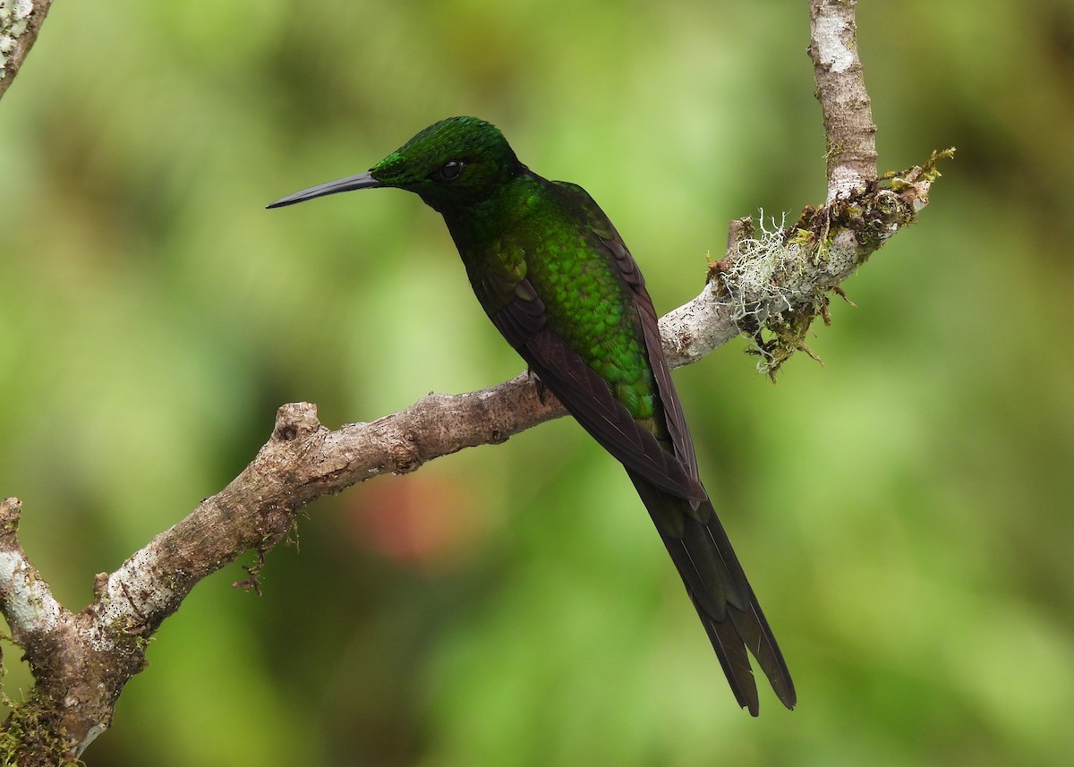 Empress Brilliant - ML647538061