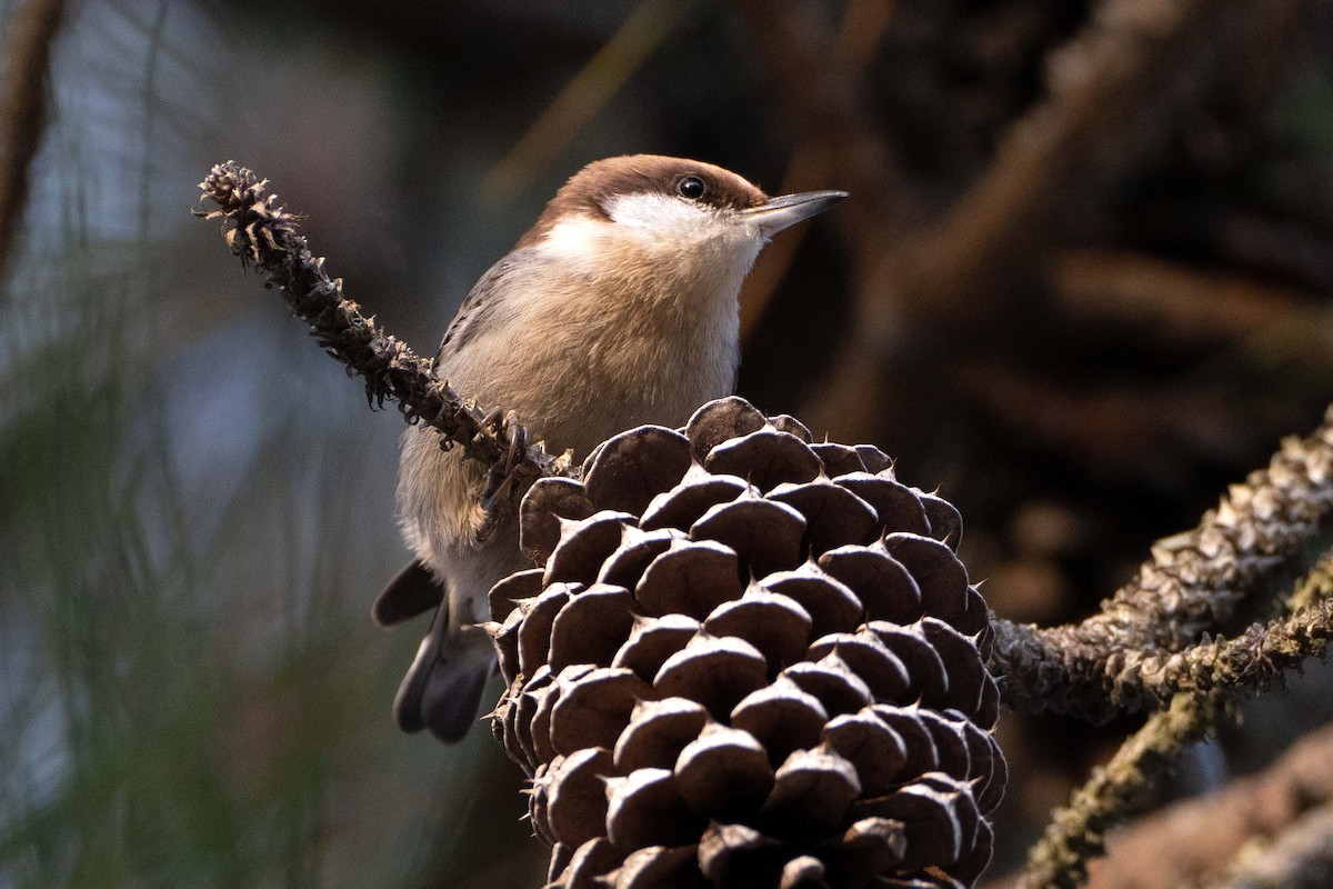 Brown-headed Nuthatch - ML647538072