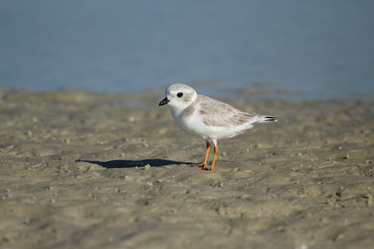Piping Plover - ML647538077