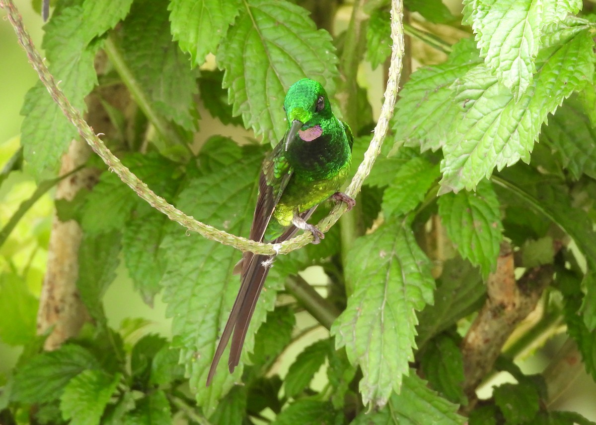 Empress Brilliant - ML647538098