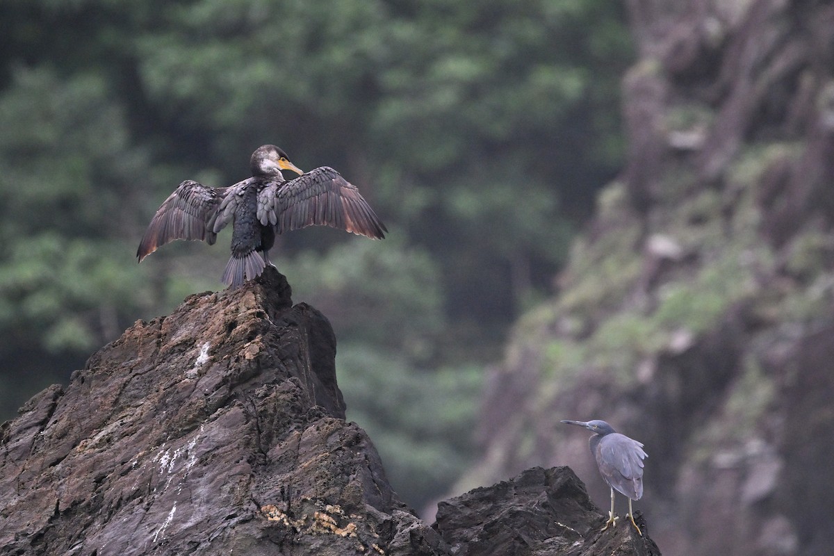 Japanese Cormorant - ML647538099