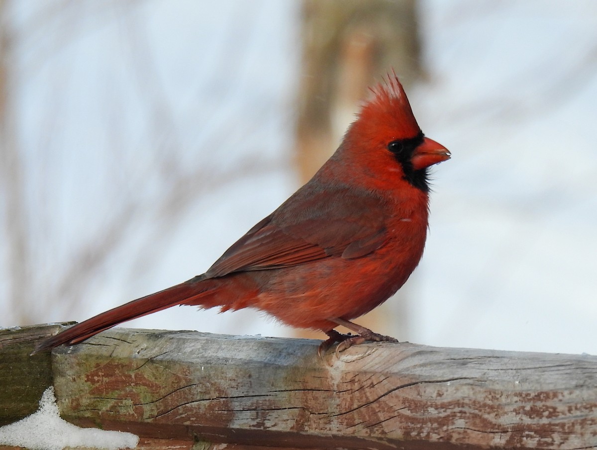 Cardinal rouge - ML647538102