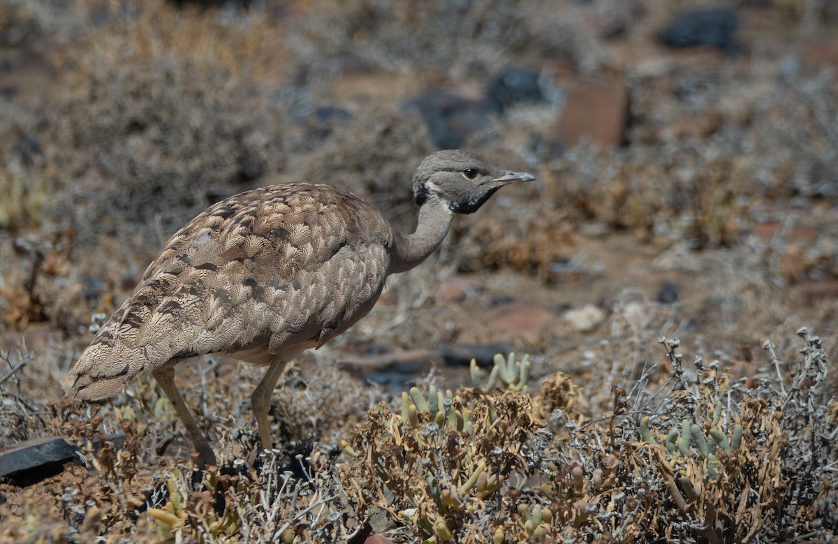 Karoo Bustard - ML647538113