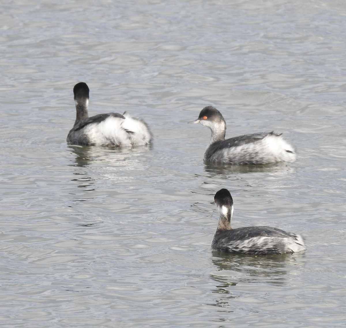 Grèbe à cou noir - ML647538139