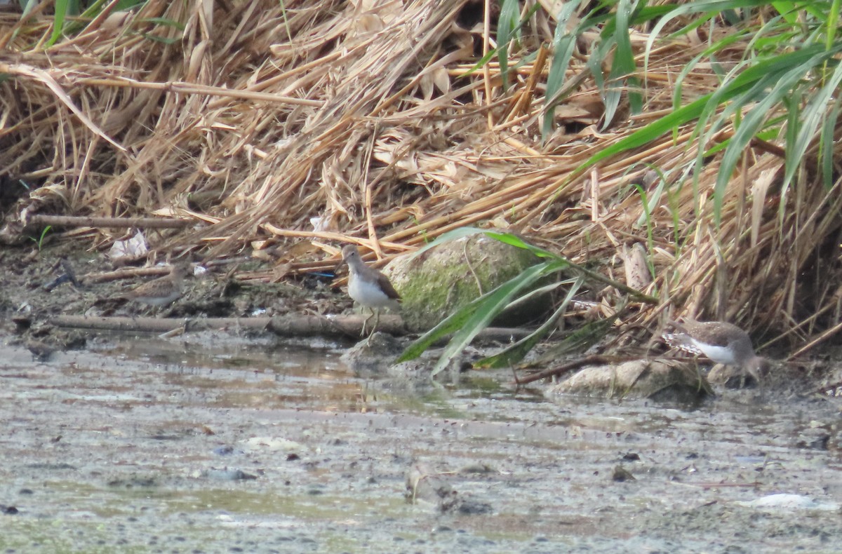 Least Sandpiper - ML647538146