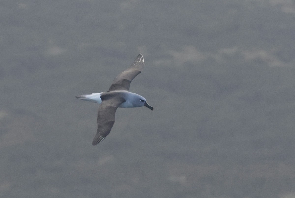 Boz Başlı Albatros - ML647538160