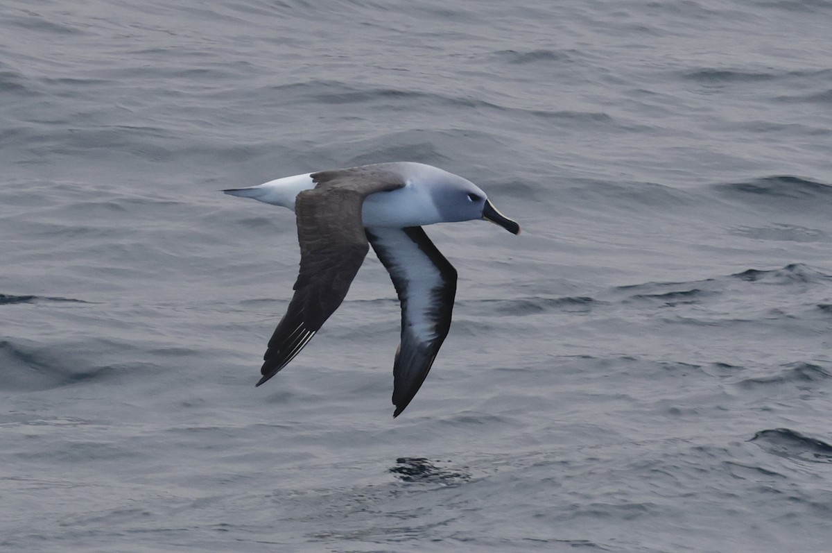 Boz Başlı Albatros - ML647538161