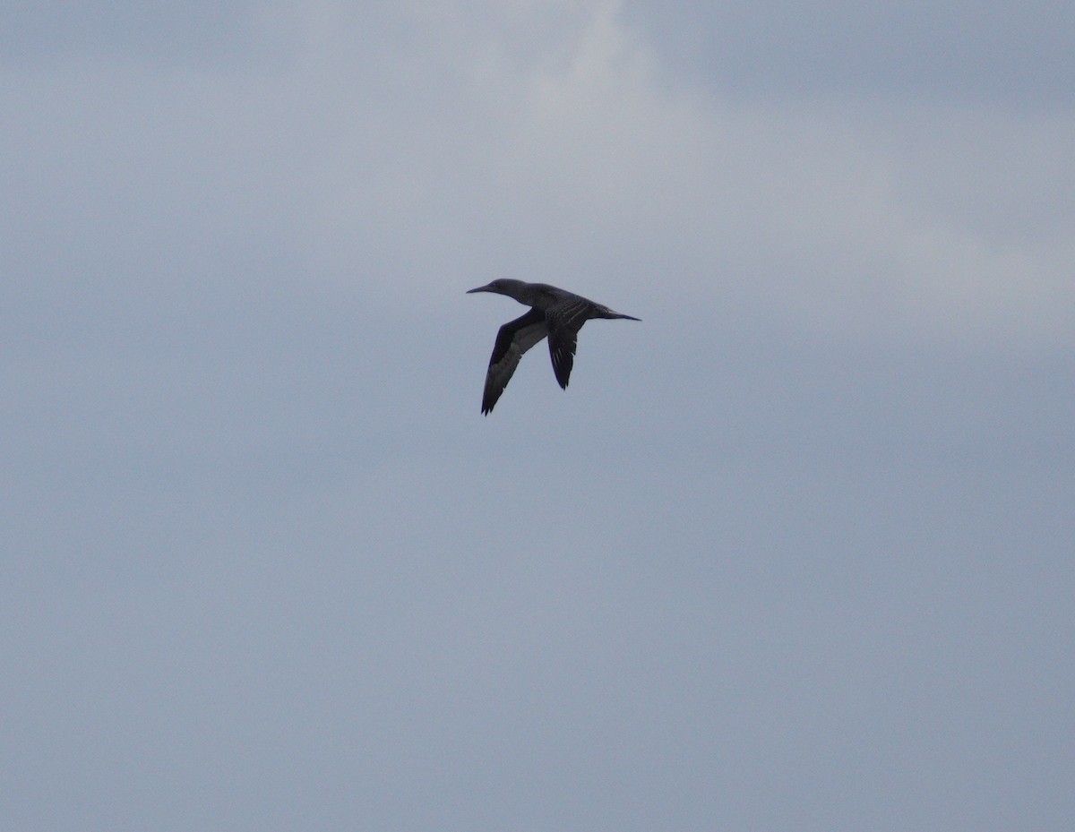 Northern Gannet - ML647538180