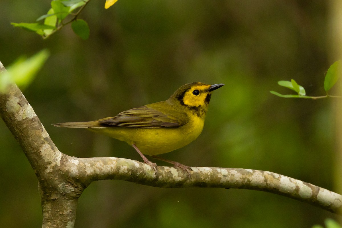 クロズキンアメリカムシクイ - ML647538182